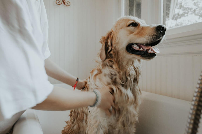 Wie man einen Hund badet: Tipps zum Baden deines pelzigen Lieblings