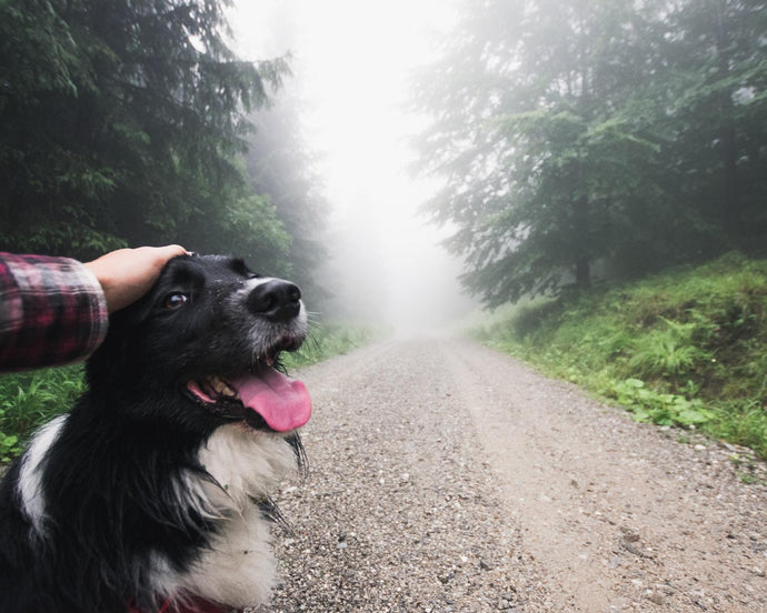 Gewitter: Wie du deinen Hund beruhigen kannst