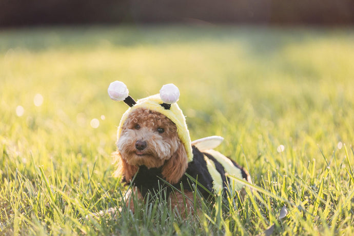 Hunde und Bienen: Wie du deinen vierbeinigen Freund am besten schützt